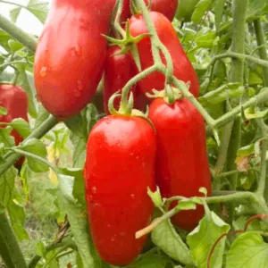 San Marzano Indeterminate Tomato Seeds