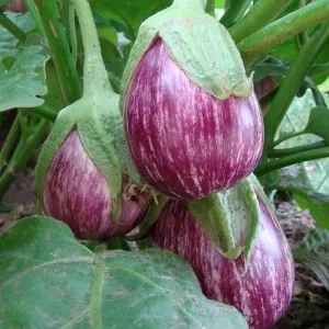 Shooting Stars Eggplant Seeds