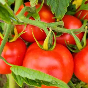 Siberian Tomato Seeds