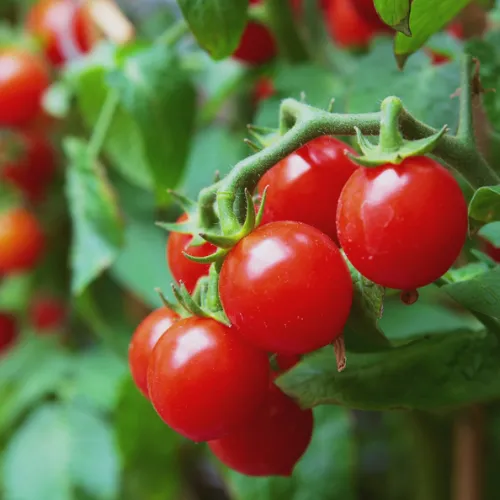 Small Red Cherry Tomato Seeds
