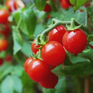 Small Red Cherry Tomato Seeds