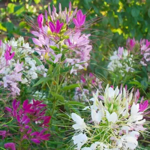 Spider Plant Cleome Seeds