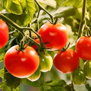 Sub Artic Plenty Tomato Seeds