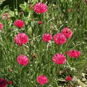 Tall Red Bachelors Button Seeds