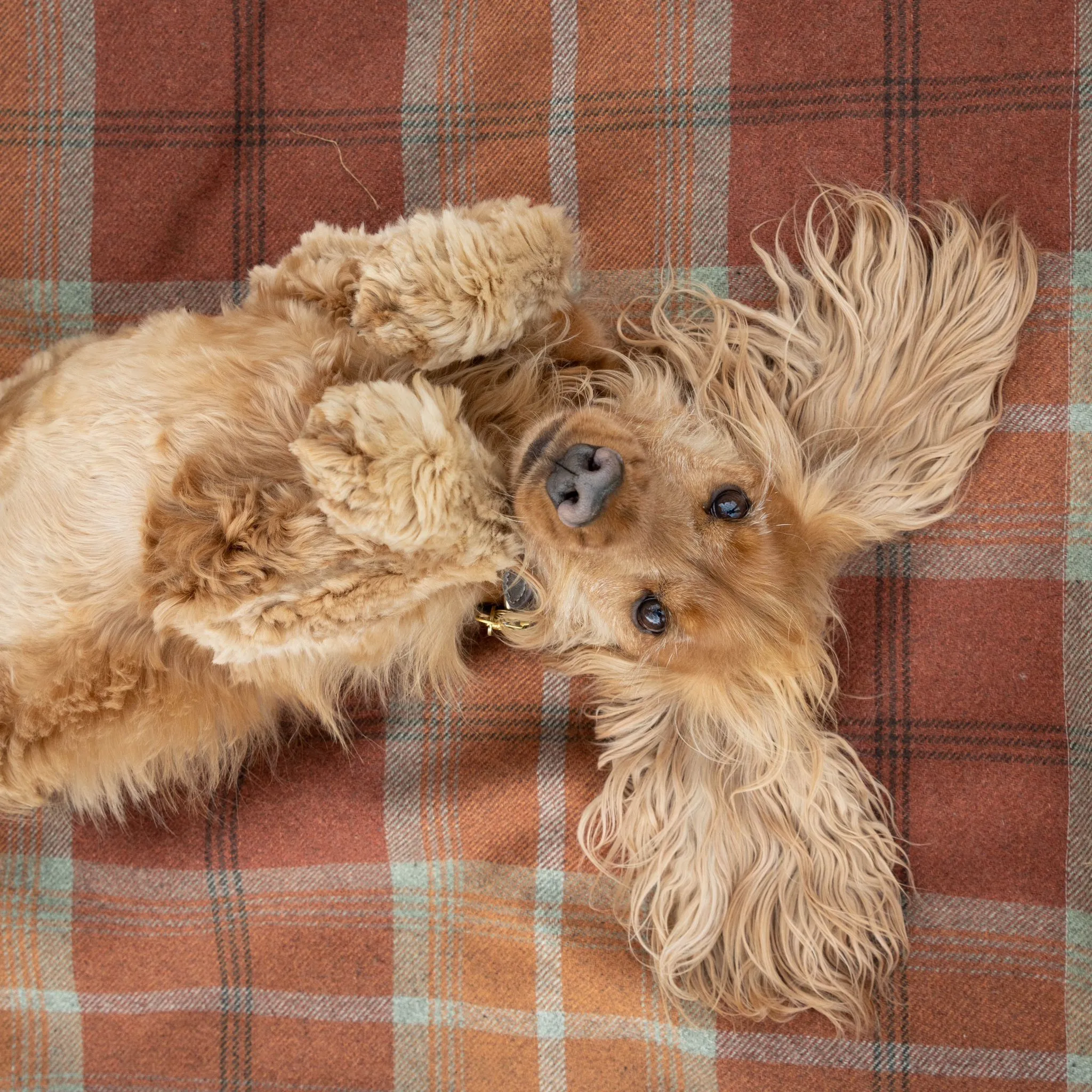 Warm Spice Tartan Snuggle Sacks
