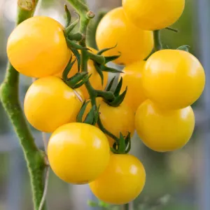 Yellow Currant Tomato Seeds